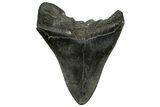 Fossil Megalodon Tooth - South Carolina #328592-1